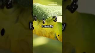 Caterpillar life cyclenature ytshorts viralvideo reels shorts [upl. by Radmen]