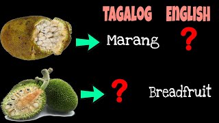 Most Popular Fruits in Philippines  Learn Names of Different Types of Fruits in English Tagalog [upl. by Aksel844]