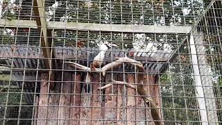 Tarictic Hornbill Flys Across Enclosure Then Makes Their Beautiful Sound [upl. by Supat]