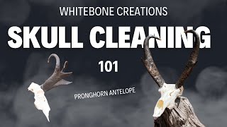 HOW TO CLEAN A PRONGHORN ANTELOPE SKULL [upl. by Airamesor]