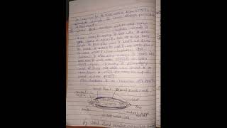 origin of chordata concept of protochordata ll MSc 3 sem zoology notes in hindi [upl. by Oakleil]