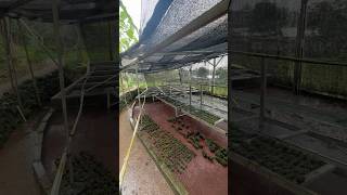 aquabiofarming aquascape aquaculture aquarium aquafarm fishbreeding aquascape aquaticplants [upl. by Amluz]