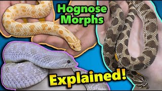 All About Hognose Snake Morphs [upl. by Jilleen]