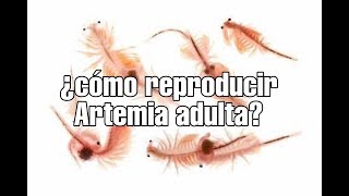 ¿COMO HACER UN CULTIVO DE ARTEMIA  PendeAcuarios [upl. by Grishilde]