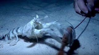 Mantis Shrimps  Deadly 60  BBC Earth [upl. by Nahgrom592]