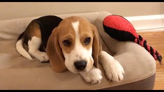 Cute beagle puppy 5 months to 5 years [upl. by Dosh]