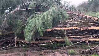 JCB JS130 Excavator Moves Huge Tall Trees Blown Down by Storm 2922024 [upl. by Maximo]