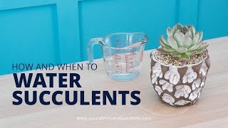 How and When to Water Succulents in Pots With and Without a Drainage Hole [upl. by Eetnwahs]