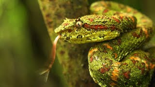 Eyelash pit viper Bothriechis schlegelii Christmas tree morph [upl. by Adlemy581]