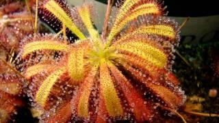 Drosera capensis x spatulata Hybrid Sundew Carnivorous Plant [upl. by Einiffit]