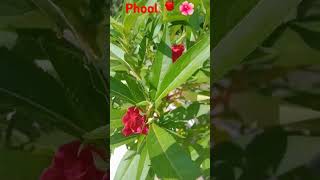 Phool 🌼🌹 Video shorts short phool trending song shortshorts phool VivekNishad8948 [upl. by Eiddam]