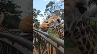 Bei den Giraffen und Elefanten shortvideo animals africa [upl. by Gregor]