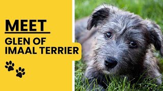 Meet Glen of Imaal Terrier Dog Breed  AKC Approved Breed [upl. by Faun]