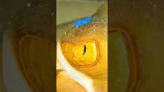 Beautiful 😻 Bluespotted ribbontail stingray aka Blaupunktrochen ashortaday shorts diving egypt [upl. by Assiruam]