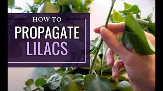 How to Prepare Lilac Plant Cuttings to Root [upl. by Gautier904]