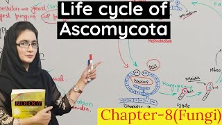 Ascomycota class 11 life cycle of Ascomycota  urduhindi [upl. by Breen]