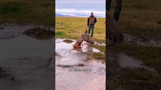 This horse falls into a deep hole and we rescue him sorts sort sortvideo [upl. by Loretta]