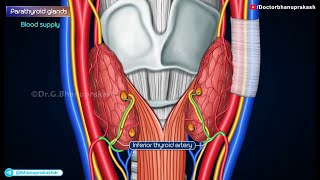 Parathyroid Gland Gross Anatomy Animation Blood supply amp Nerve supply Histology amp Development [upl. by Isola63]