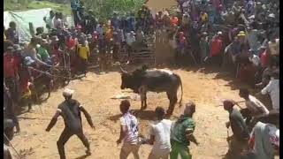 Brave men challenge the zebu in the arena Savika Betsileo Imady Ambositra Madagascar Ep003 [upl. by Htennek]