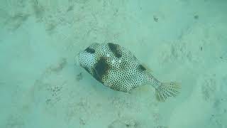 Spotted Trunkfish [upl. by Metzger852]