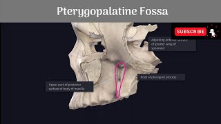 Pterygopalatine Fossa Anatomy mbbs education bds headandneckanatomy fossa [upl. by Otrevlig]