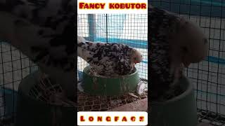 Fancy kobutorFancy pigeon pigeon fancybreed fantailpigeon Cacharexoticpigeon714 [upl. by Meekah204]