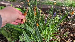 How to care for Daffodils and Muscari after they bloomand WHY [upl. by Maller736]