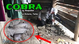 Cobra muntikan ng maapakan sa Victoria Tarlac  zuma haring ahas [upl. by Ysak363]