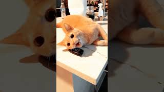 Cats can understand English cat pets funnypets funnycats shorts [upl. by Aicirtac624]