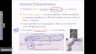 Spirochetes introductiion [upl. by Pisarik550]