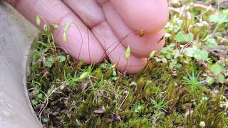 Funaria hygrometrica  Bonfire Moss  Bryophyta  Plant Kingdom  Lower plants  Shillong [upl. by Adnilreb]