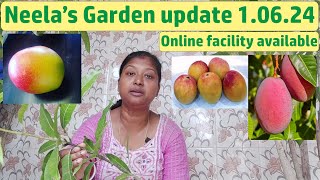 Neelas garden update video 1062024 [upl. by Kaazi]