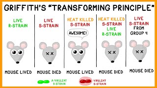 Griffiths Experiment Bacterial Transformation [upl. by Afton]