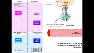 Specific Hormones  Functions of FSH and LH Gonadotropins [upl. by Redmund863]