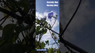 Heavenly Blue Morning Glory [upl. by Aloise]