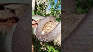 Blue phase common tree snakeDendrelaphis punctulata snake nature wildlife australia shorts [upl. by Marzi]