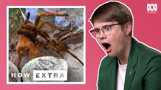 Five Strangest Mating Rituals In The Animal Kingdom  How Extra Love Edition  ABC Science [upl. by Dorcia]