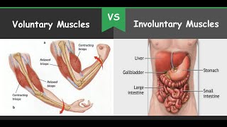 SCIENCE 4 VOLUNTARY AND INVOLUNTARY MUSCLES [upl. by Enyrhtac]