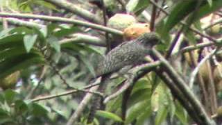 PulliKuyil Kerala Bird [upl. by Ramsay201]