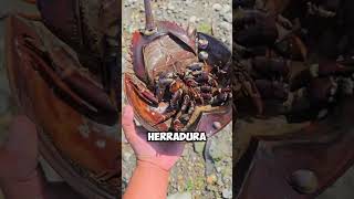 ¡Rescate Inesperado Hombre Ayuda a Cangrejo de Herradura 🦀💧 shorts [upl. by Nothgierc282]