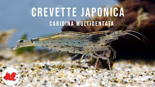 Crevette Japonica Amano [upl. by Evin]