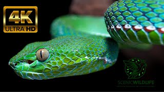 Snakes CloseUp Videos That Will Make Your Skin crawl [upl. by Assened]