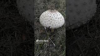 Macrolepiota procera parasol [upl. by Yelrebmik]