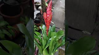 New collection  Bromeliads  Guzmania  Nursery Garden Series Ep  12  indoorplants [upl. by Leopoldine426]