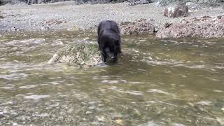 Schipperke dog stranded in a river [upl. by Rita]