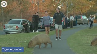 Hundreds of capybaras overrun neighborhood in Argentina [upl. by Jari]