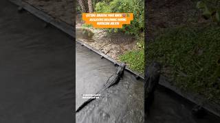 Alligators bellowing during Hurricane Milton at the Zoo St Augustine Florida 🌀🐊 staugustine [upl. by Whallon638]