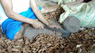 Processing the Pili Nut from shell [upl. by Uta]