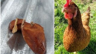 How I Treated My Chickens Lash Egg  Salpingitis [upl. by Esirec]