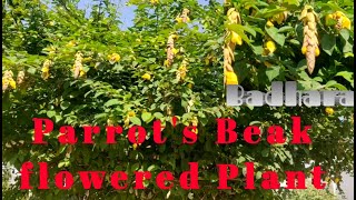 Parrots Beak flowered Ornamental garden Plant Badhara Gmelina philippensis [upl. by Rao]